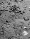 DOG TRACKS IN THE MUD Royalty Free Stock Photo