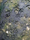 DOG TRACKS IN THE MUD Royalty Free Stock Photo