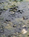 DOG TRACKS IN THE MUD Royalty Free Stock Photo