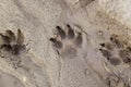 Dog tracks in the mud Royalty Free Stock Photo