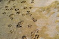 Dog tracks prints on the sandy beach Royalty Free Stock Photo