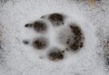 Dog tracks in the snow Royalty Free Stock Photo