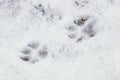 Dog tracks in the snow, animals in winter Royalty Free Stock Photo