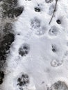 Dog tracks in the snow Royalty Free Stock Photo