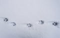 Dog tracks in the snow Royalty Free Stock Photo