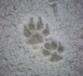 dog tracks in the snow Royalty Free Stock Photo