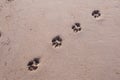 Dog tracks in soft sand on the beach Royalty Free Stock Photo
