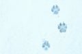 Winter snow dog tracks Royalty Free Stock Photo