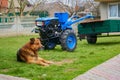 Dog and tractor,dog sitting on the background of a tractor with a trailer in the yard Royalty Free Stock Photo