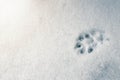 Dog trail in the first snow after heavy snowfall Royalty Free Stock Photo