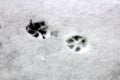 Dog trail in the first snow after heavy snowfall Royalty Free Stock Photo