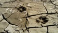 Dog trail on the ground. Imprints of the soles and paws of the animal in the mud next to the pond. Cracked earth. The Royalty Free Stock Photo