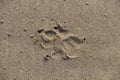 Dog trail on sand Royalty Free Stock Photo