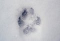 Dog trail on the snow surface Royalty Free Stock Photo