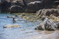 dog trained for rescue while training at sea Royalty Free Stock Photo