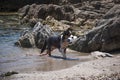 dog trained for rescue while training at sea Royalty Free Stock Photo