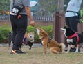 Dog trainer Feed dogs in park