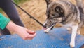 Dog trainer hand giving a treat to obedient dog. training west siberian laika on the polygon