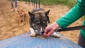 Dog trainer hand giving a treat to obedient dog. training west siberian laika on the polygon