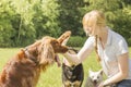 Dog trainer teaching dogs