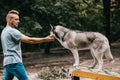 dog trainer working with siberian husky on dog walk