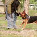 Dog trainers in k9 bite suits in action. Training class on the playground for a german shepherd dog.