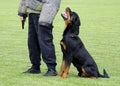 Dog training Royalty Free Stock Photo