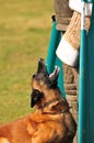 Dog training Royalty Free Stock Photo