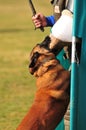 Dog training Royalty Free Stock Photo