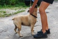 Dog training. A child walks with a dog. Animal education