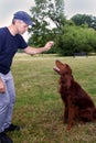 Dog training.Training club.Treining with irish setter.