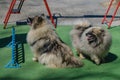 Dog training fun canine animal, cute