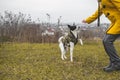 Dog in training. Gives a paw, a photo on the street in a yellow field. Funny expression Royalty Free Stock Photo