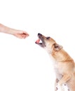 Dog training by dog handler.The pet executes the command to stand on its hind legs and receives a delicious treat