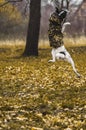 Dog in training. Photo in a jump, in motion, on the street in a yellow field. Funny expression Royalty Free Stock Photo