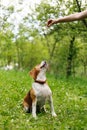 Dog training, playing with a beagle in the park Royalty Free Stock Photo
