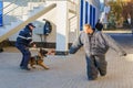 Dog training. Police dog bloodhound. Sheepdog in the service of the state. Beltsy Moldova November 25, 2021