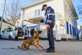 Dog training. Police dog bloodhound. Sheepdog in the service of the state. Beltsy Moldova November 25, 2021