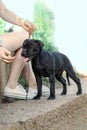 The dog training process with little puppy of American stafbullterrier of black color, standing in show stacking and looking for t Royalty Free Stock Photo