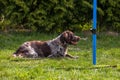 Dog training, school for dogs Royalty Free Stock Photo