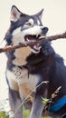 Dog training session Husky happily holds stick, playful antics Royalty Free Stock Photo