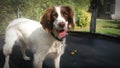 Dog on trampolines