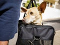 Dog in transport box or bag ready to travel Royalty Free Stock Photo