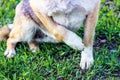 A dog with a traumatic paw close up. Cruelty to animals_