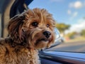 Dog travel by car. Cute dog, looking out of a car window