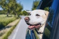 Dog travel by car Royalty Free Stock Photo