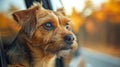 Dog travel by car Looking Out Of Car Royalty Free Stock Photo