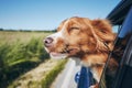 Dog travel by car Royalty Free Stock Photo