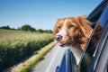 Dog travel by car Royalty Free Stock Photo