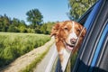 Dog travel by car during sunny summer day Royalty Free Stock Photo